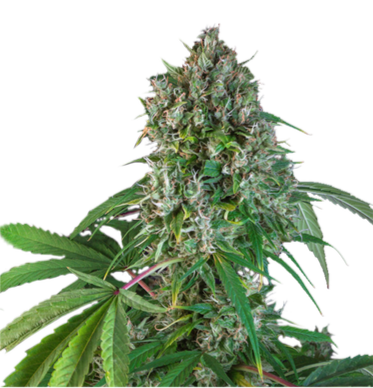 Karel's Herer Haze Regulär